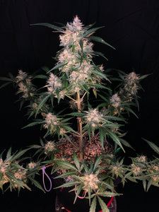 Blue Stallion (fem)