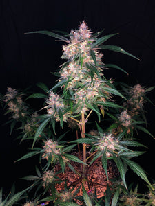 Blue Stallion (fem)