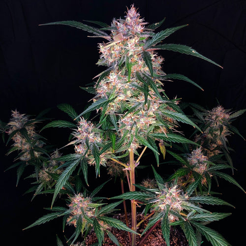 Blue Stallion (fem)