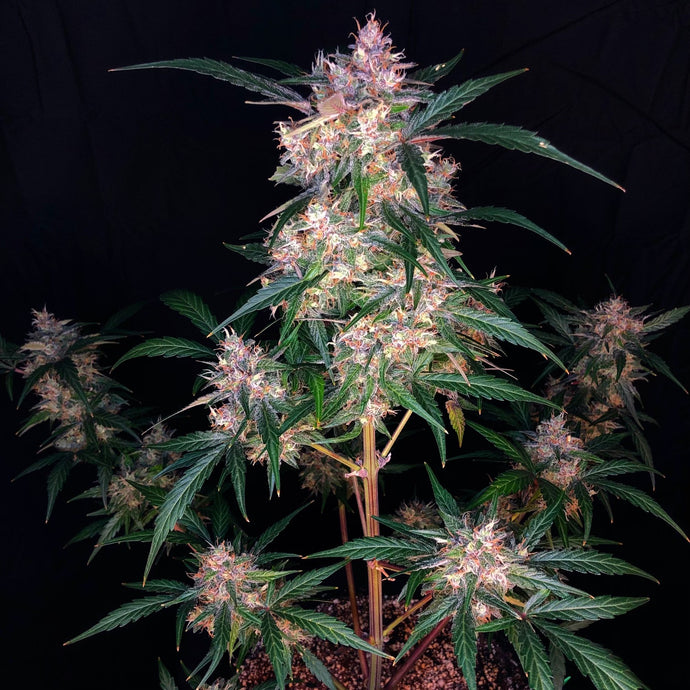 Blue Stallion (fem)